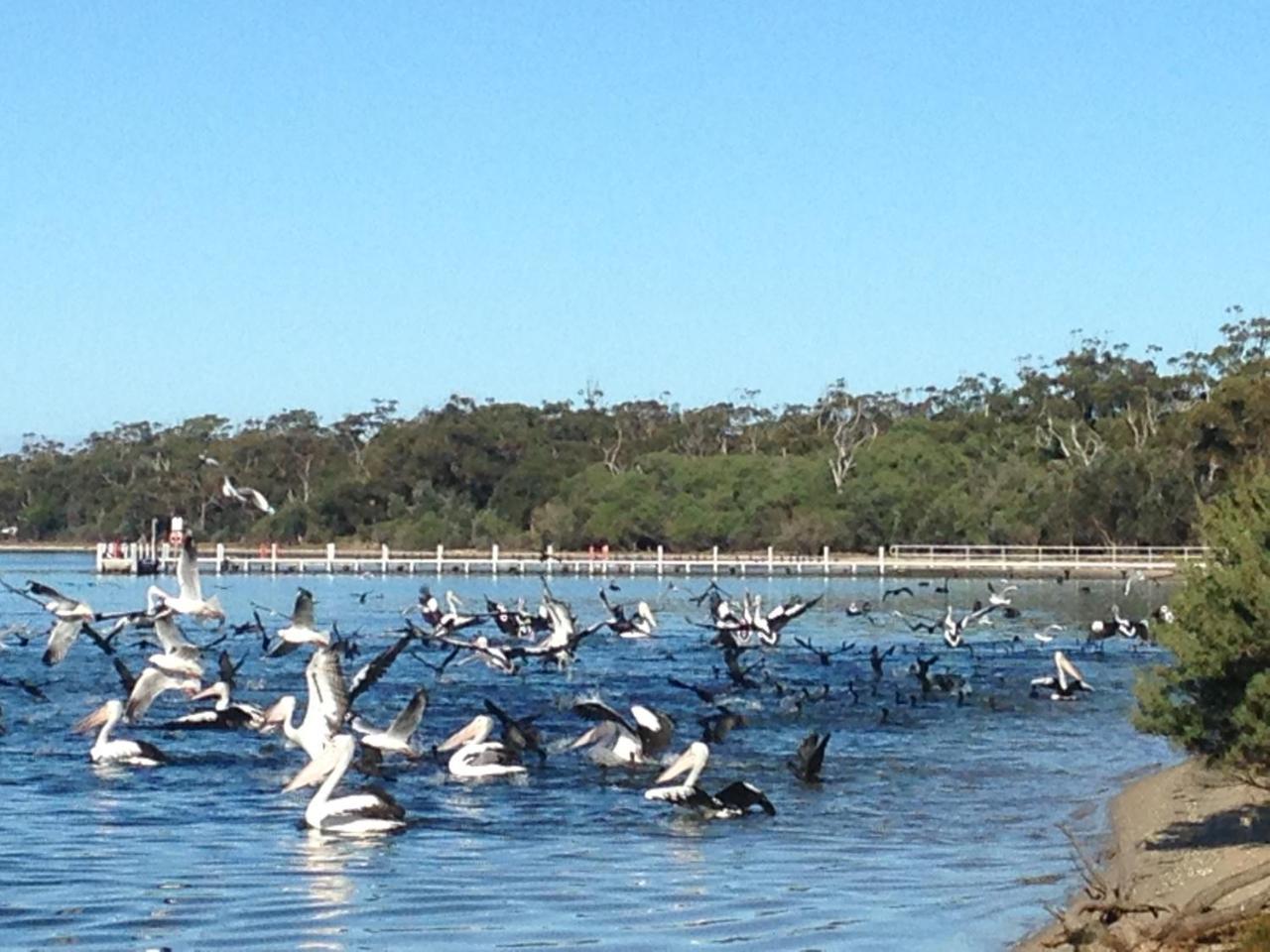 Swan Cove Beachfront Raymond Island Luaran gambar